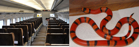 honduran_milk_snake.jpg